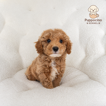 Load image into Gallery viewer, Rune Male Mini Poodle