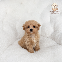 Charger l'image dans la galerie, Sky Female Toy Maltipoo