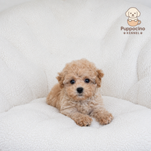 Charger l'image dans la galerie, Sky Female Toy Maltipoo