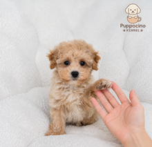 Charger l'image dans la galerie, Sky Female Toy Maltipoo