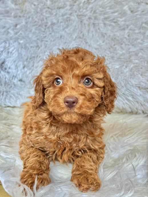 Kylie Female Mini Cockapoo