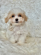 Cargar imagen en el visor de la galería, Maple Female Tiny Toy Maltipoo