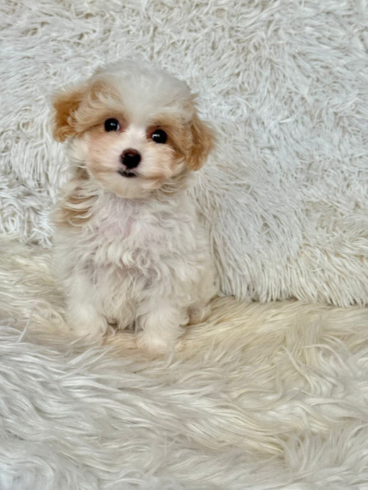 Maple Female Tiny Toy Maltipoo