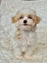 Cargar imagen en el visor de la galería, Maple Female Tiny Toy Maltipoo