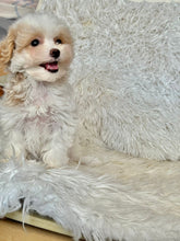 Cargar imagen en el visor de la galería, Maple Female Tiny Toy Maltipoo