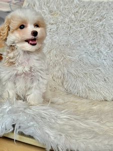 Maple Female Tiny Toy Maltipoo