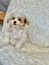 Cargar imagen en el visor de la galería, Maple Female Tiny Toy Maltipoo