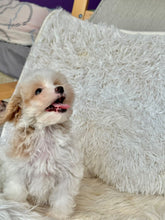 Cargar imagen en el visor de la galería, Maple Female Tiny Toy Maltipoo