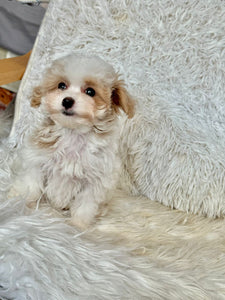 Maple Female Tiny Toy Maltipoo