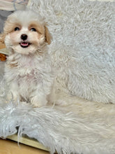 Cargar imagen en el visor de la galería, Maple Female Tiny Toy Maltipoo