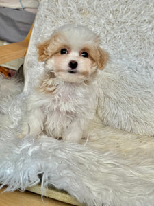 Maple Female Tiny Toy Maltipoo