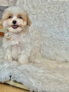 Maple Female Tiny Toy Maltipoo