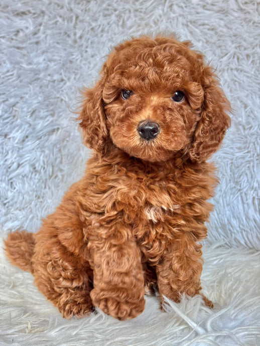 Milo Male Red Toy Poodle