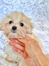 Load image into Gallery viewer, Toby Male Toy Maltipoo