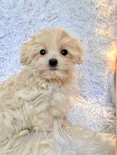 Load image into Gallery viewer, Toby Male Toy Maltipoo