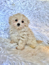 Load image into Gallery viewer, Toby Male Toy Maltipoo