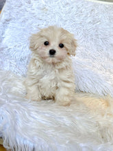 Load image into Gallery viewer, Toby Male Toy Maltipoo