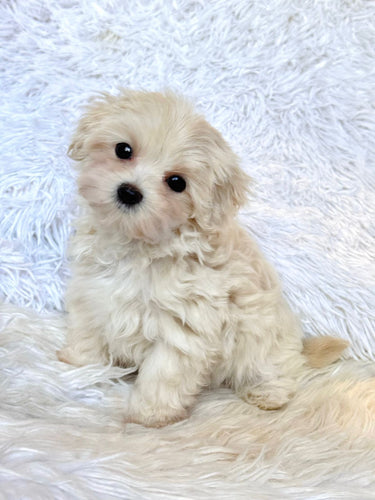 Toby Male Toy Maltipoo
