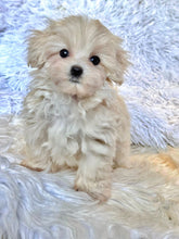 Load image into Gallery viewer, Toby Male Toy Maltipoo