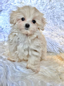 Toby Male Toy Maltipoo