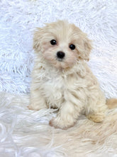 Load image into Gallery viewer, Toby Male Toy Maltipoo
