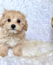 Load image into Gallery viewer, Cooper Male Baby Toy Maltipoo