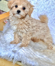 Load image into Gallery viewer, Cooper Male Baby Toy Maltipoo