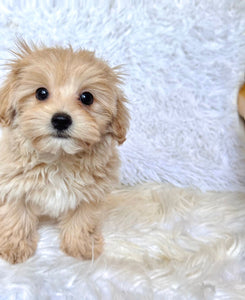 Cooper Male Baby Toy Maltipoo