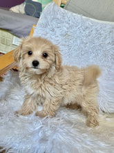 Load image into Gallery viewer, Cooper Male Baby Toy Maltipoo