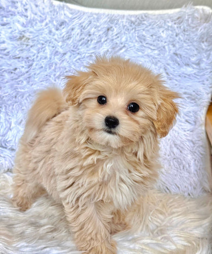 Cooper Male Baby Toy Maltipoo