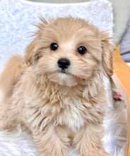 Load image into Gallery viewer, Cooper Male Baby Toy Maltipoo