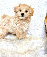 Load image into Gallery viewer, Cooper Male Baby Toy Maltipoo
