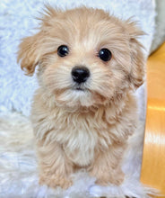 Load image into Gallery viewer, Cooper Male Baby Toy Maltipoo