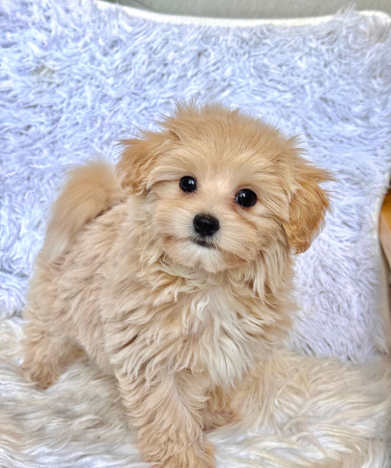 Cooper Male Baby Toy Maltipoo