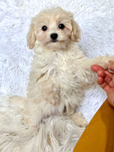 Charger l&#39;image dans la galerie, Finn Male Toy Maltipoo