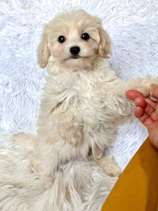 Finn Male Toy Maltipoo