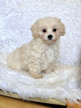 Charger l&#39;image dans la galerie, Finn Male Toy Maltipoo