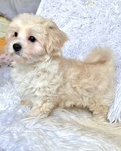 Charger l&#39;image dans la galerie, Finn Male Toy Maltipoo