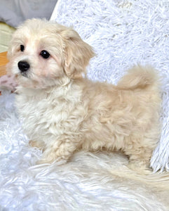 Finn Male Toy Maltipoo