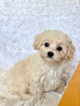 Charger l&#39;image dans la galerie, Finn Male Toy Maltipoo