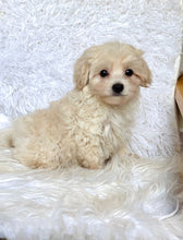 Charger l&#39;image dans la galerie, Finn Male Toy Maltipoo