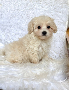 Finn Male Toy Maltipoo