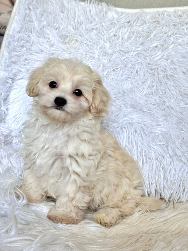 Finn Male Toy Maltipoo