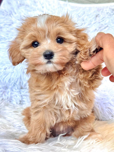 Chewie Female Baby Toy Maltipoo