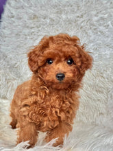 Load image into Gallery viewer, Pierre Male Toy Poodle