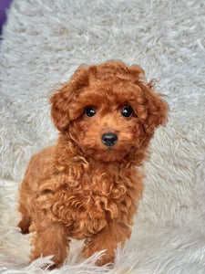 Pierre Male Toy Poodle