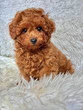 Load image into Gallery viewer, Pierre Male Toy Poodle