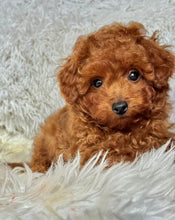 Load image into Gallery viewer, Pierre Male Toy Poodle