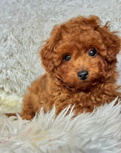 Pierre Male Toy Poodle