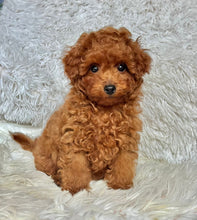 Load image into Gallery viewer, Pierre Male Toy Poodle